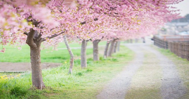 观音灵签印光大师开示,印光大师占卜