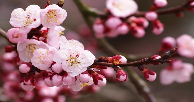 观音灵签印光大师开示,印光大师占卜