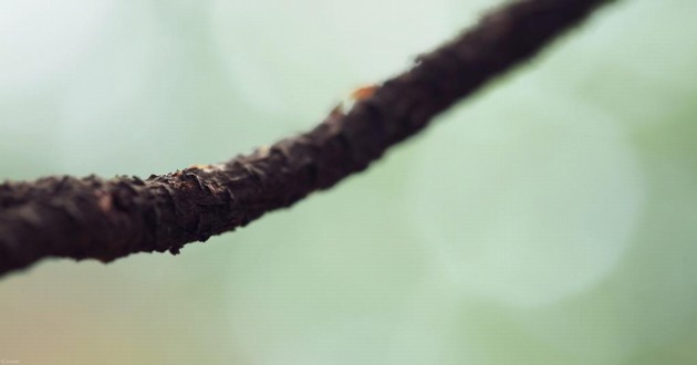 河北最有名的算命大师,属虎和属虎的人,属虎对属虎的夫妻怎么样