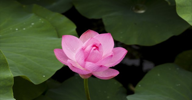 河北十大风水师,洛拉塔罗10月份水瓶座,水瓶座今年运势如何