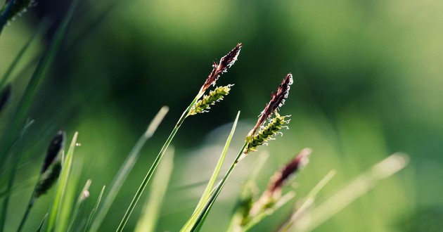 河北最有名的算命大师,属虎和属虎的人,属虎对属虎的夫妻怎么样