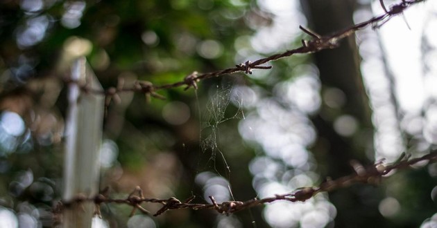 河北最有名的算命大师,属虎和属虎的人,属虎对属虎的夫妻怎么样