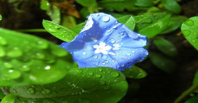 河北最有名的算命大师,属虎和属虎的人,属虎对属虎的夫妻怎么样