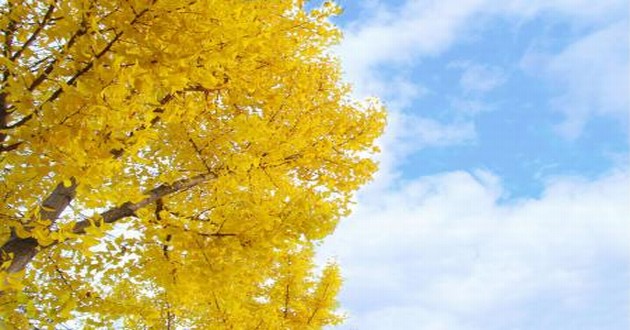 观音灵签印光大师开示,印光大师占卜