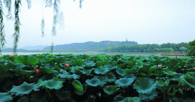 观音灵签印光大师开示,印光大师占卜