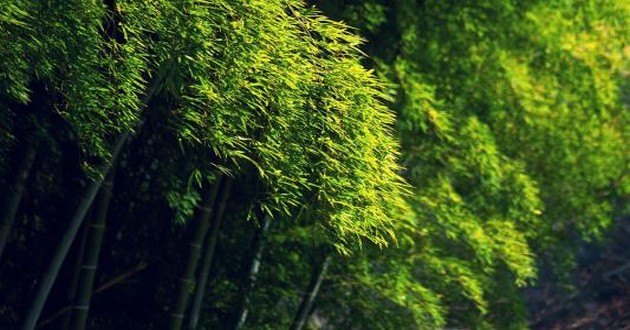 观音灵签印光大师开示,印光大师占卜