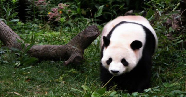 风水大师秦阳明