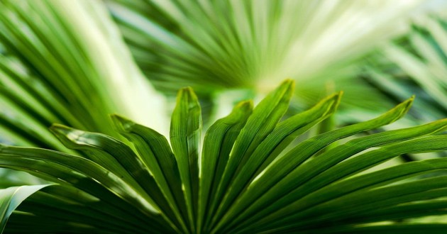 河北最有名的算命大师,属虎和属虎的人,属虎对属虎的夫妻怎么样