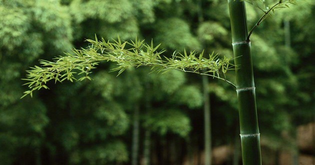 贵州最有名的风水先生,贵州最出名的风水大师叫什么