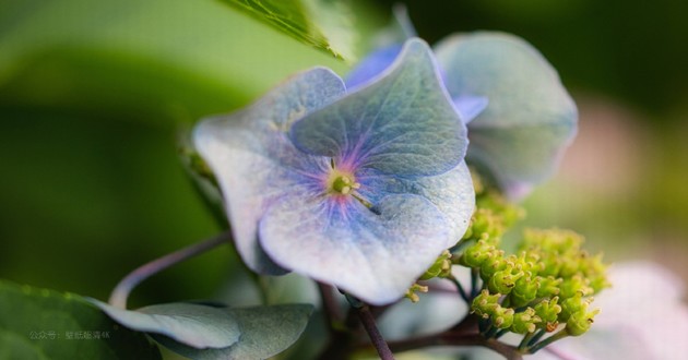 河北最有名的算命大师,属虎和属虎的人,属虎对属虎的夫妻怎么样