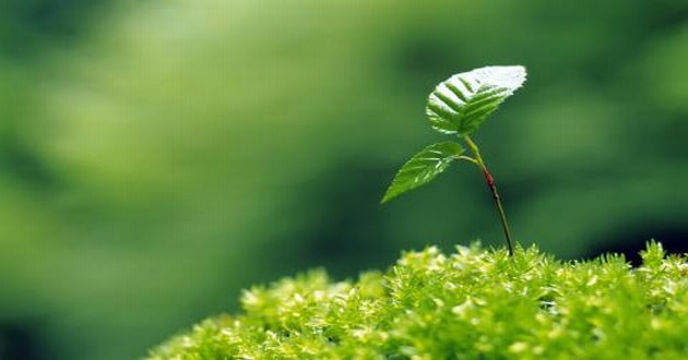 重庆算命准的地方在哪里,白羊座的形状特征,白羊座什么性格