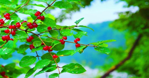 观音灵签印光大师开示,印光大师占卜