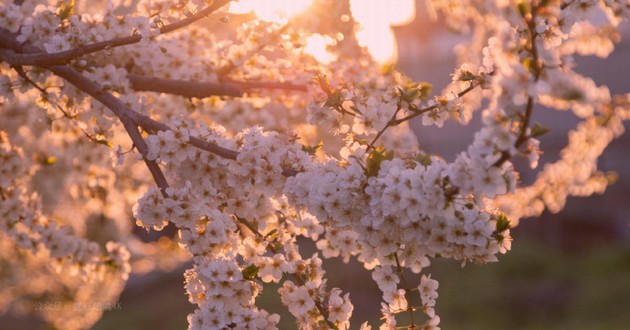 观音灵签印光大师开示,印光大师占卜