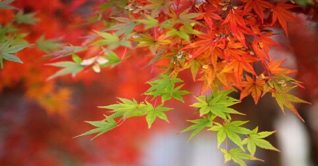 观音灵签印光大师开示,印光大师占卜