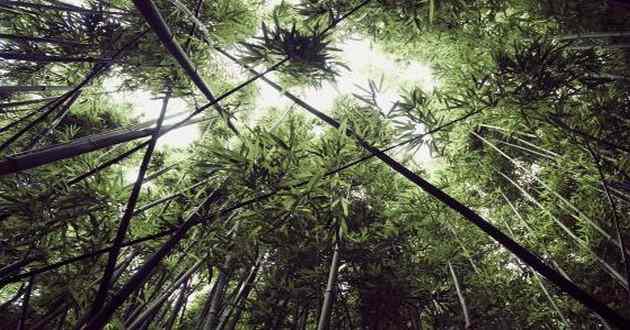 贵州最有名的风水先生,贵州最出名的风水大师叫什么